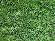 Short Grass.jpg